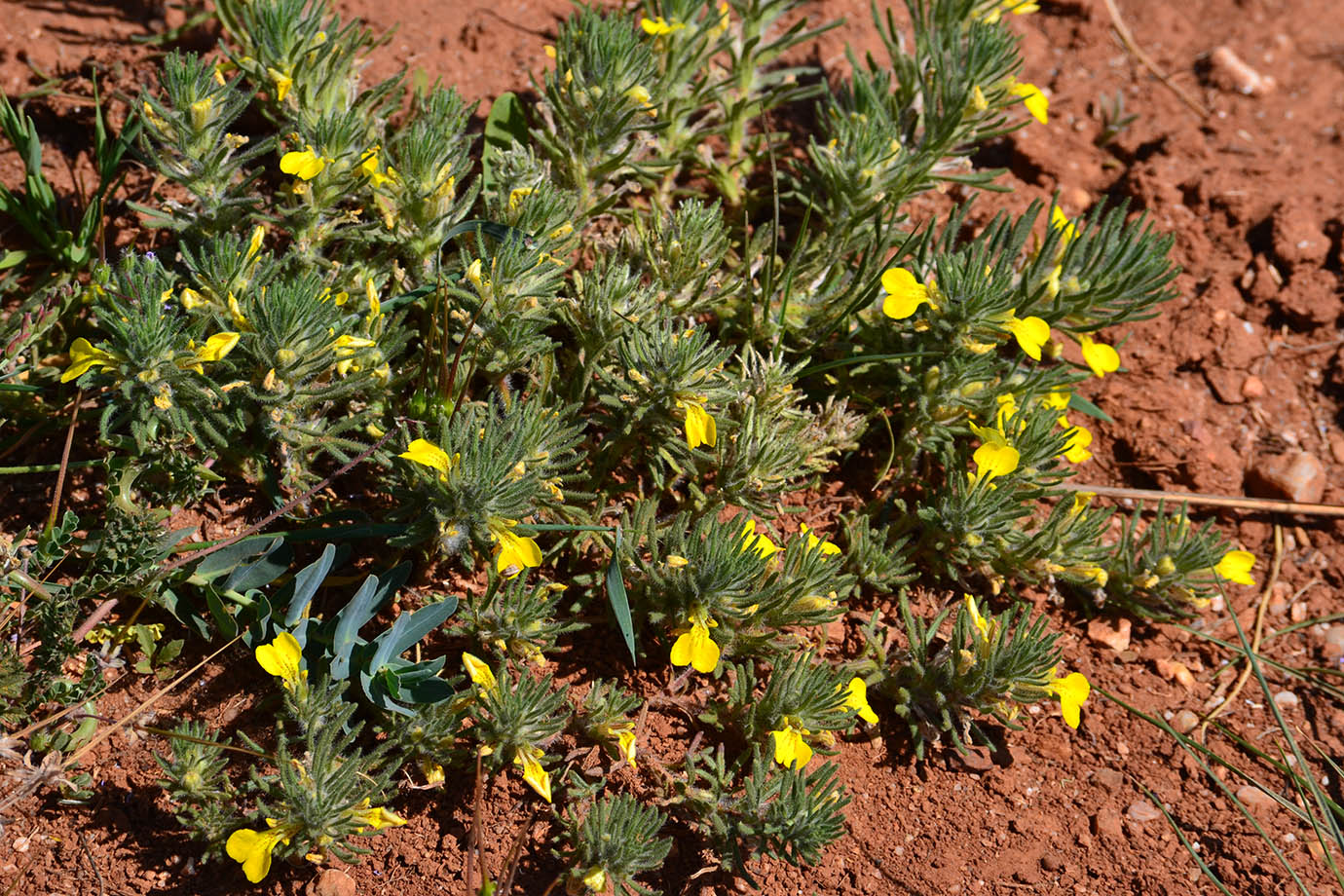 Image of Ajuga chia specimen.