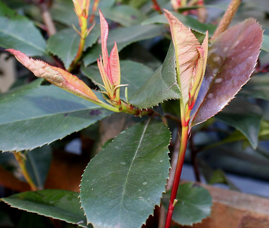 Изображение особи Photinia serratifolia.