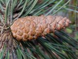 genus Pinus. Шишка. Германия, г. Дюссельдорф, Ботанический сад университета. 02.03.2014.