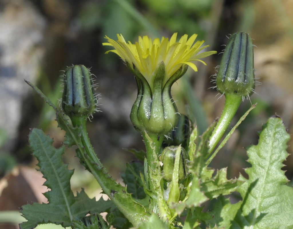 Изображение особи Urospermum picroides.