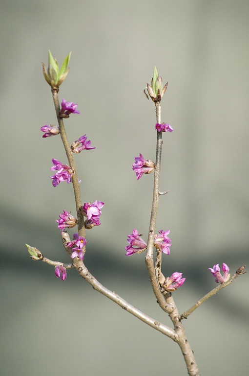 Image of Daphne mezereum specimen.