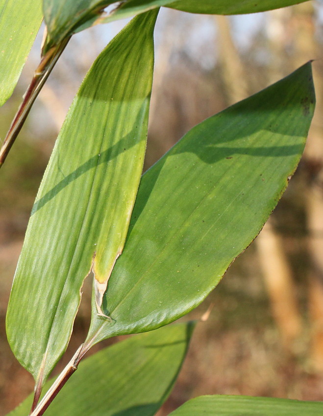 Image of Shibataea kumasasa specimen.