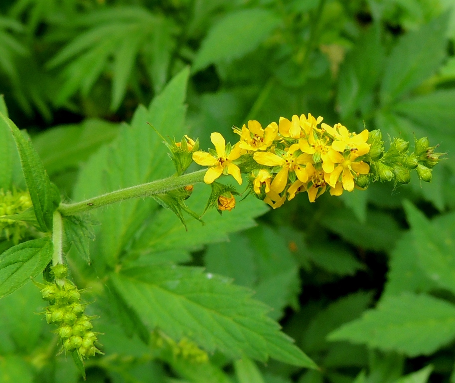 Image of Agrimonia viscidula specimen.