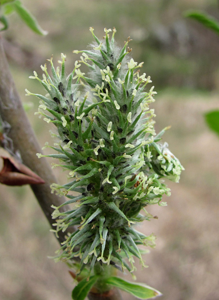 Изображение особи Salix cinerea.