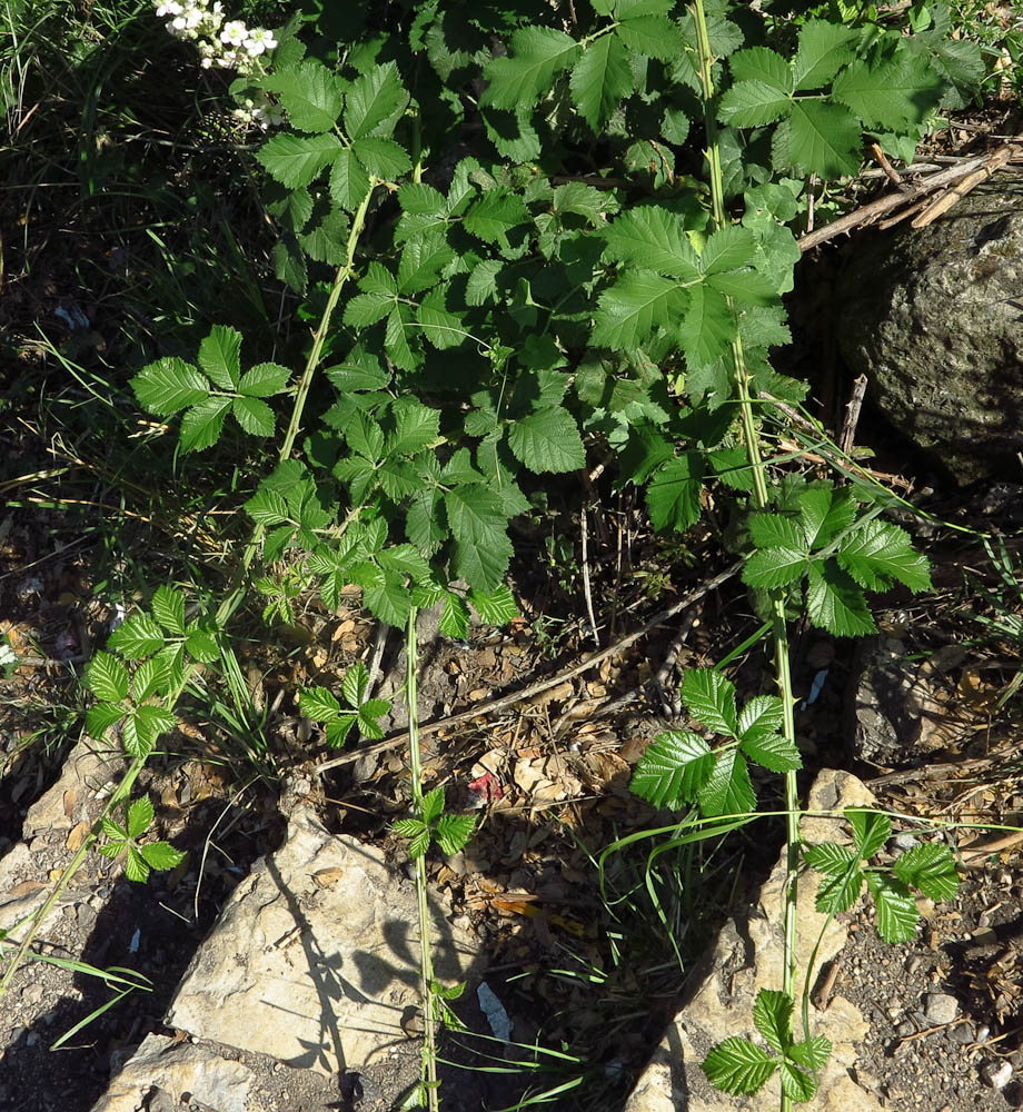 Image of Rubus canescens specimen.