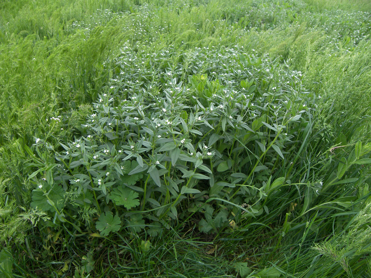 Image of Lithospermum officinale specimen.