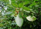 Crataegus rivularis. Побег с листьями и незрелыми плодами. Московская обл., Павловский Посад, в городском озеленении. 16.06.2014.