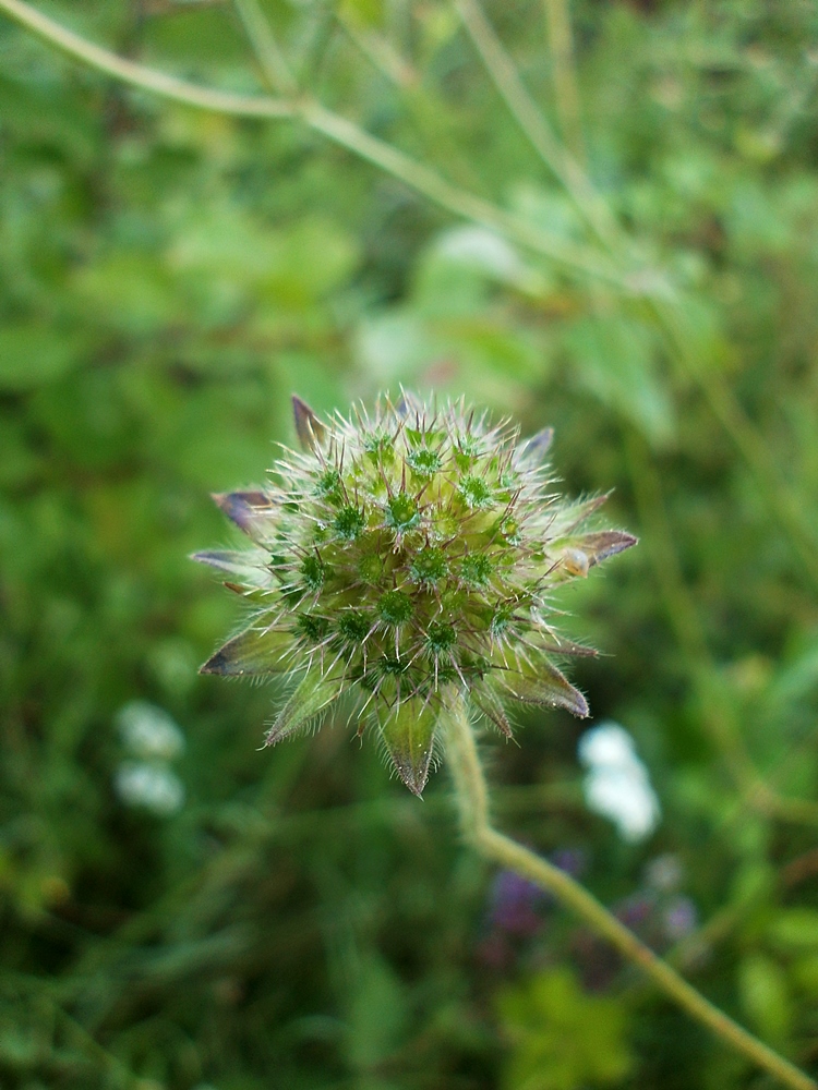 Изображение особи Knautia arvensis.