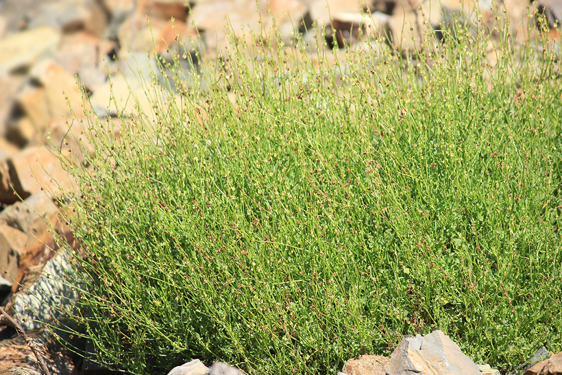 Image of Rumex hastifolius specimen.