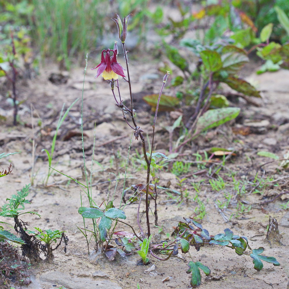 Image of Aquilegia oxysepala specimen.