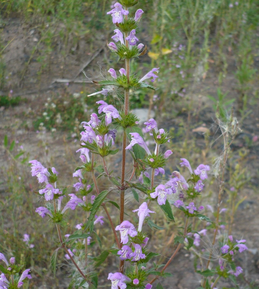 Image of Galeopsis ladanum specimen.