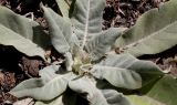 Verbascum pulverulentum. Прикорневые листья. Германия, г. Дюссельдорф, Ботанический сад университета. 03.07.2014.