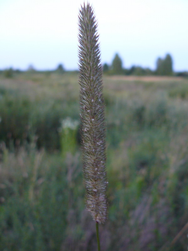 Изображение особи Phleum phleoides.