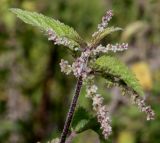 Urtica dioica. Верхшка побега с соцветиями. Германия, г. Дюссельдорф, Ботанический сад университета. 05.09.2014.