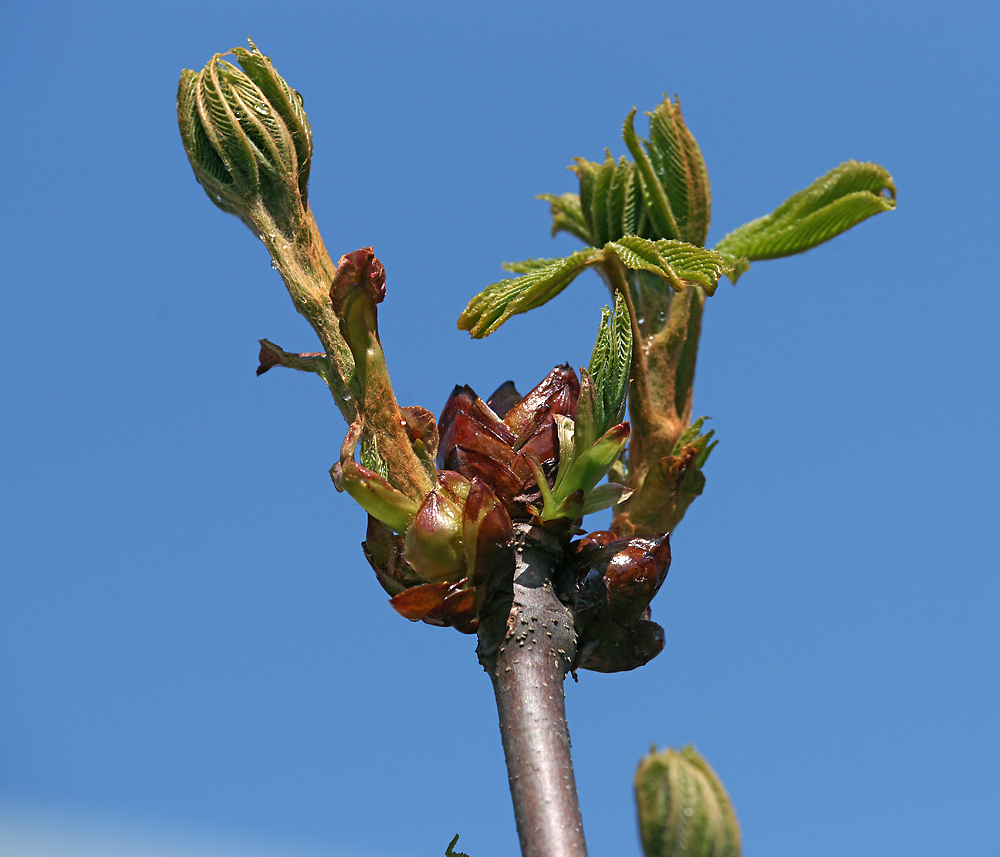 Изображение особи Aesculus hippocastanum.