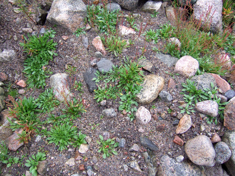 Image of Rumex acetosella specimen.