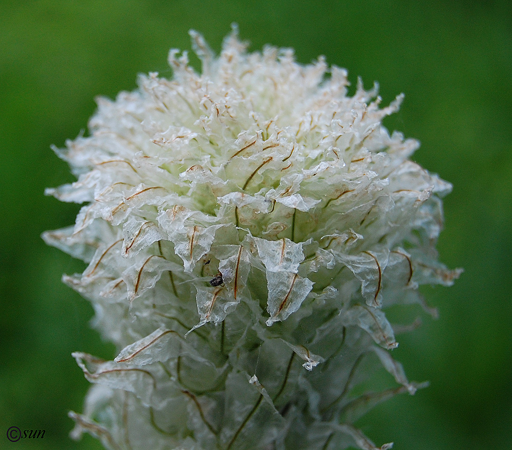 Image of Asphodeline taurica specimen.