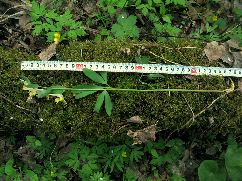 Image of Corydalis talpina specimen.