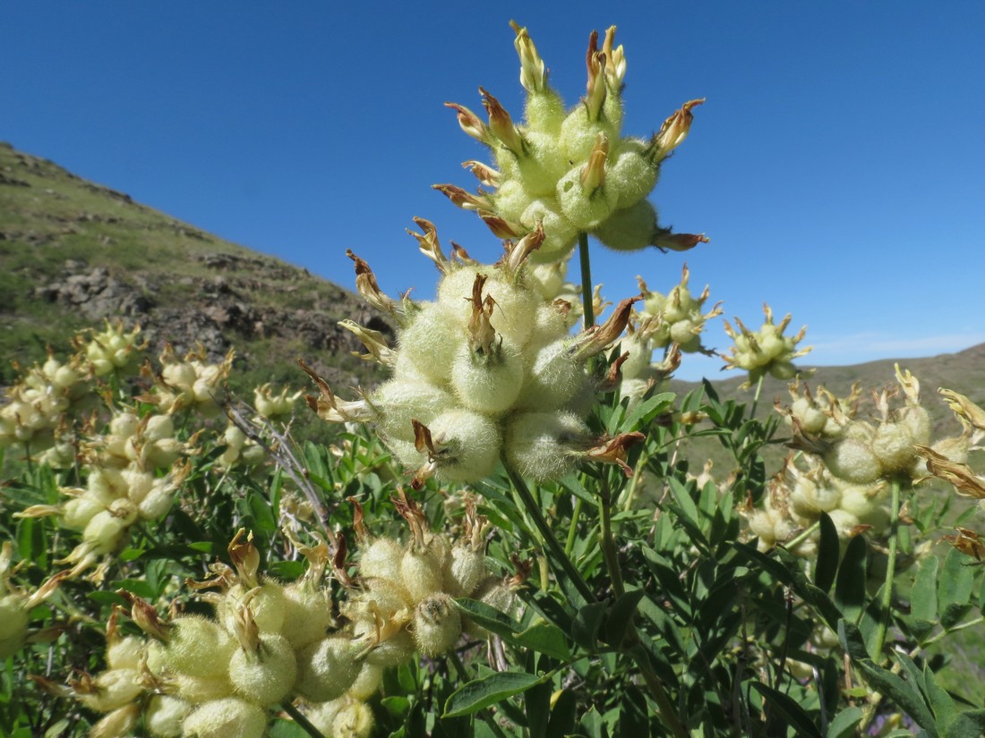 Изображение особи Astragalus xanthotrichos.