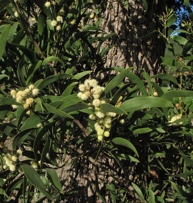 Изображение особи Acacia melanoxylon.