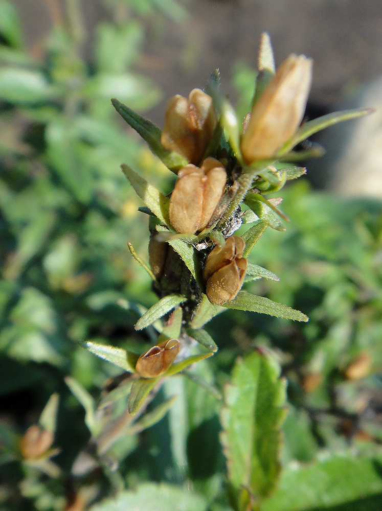 Image of Veronica krylovii specimen.