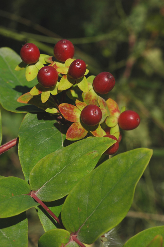 Image of Hypericum androsaemum specimen.