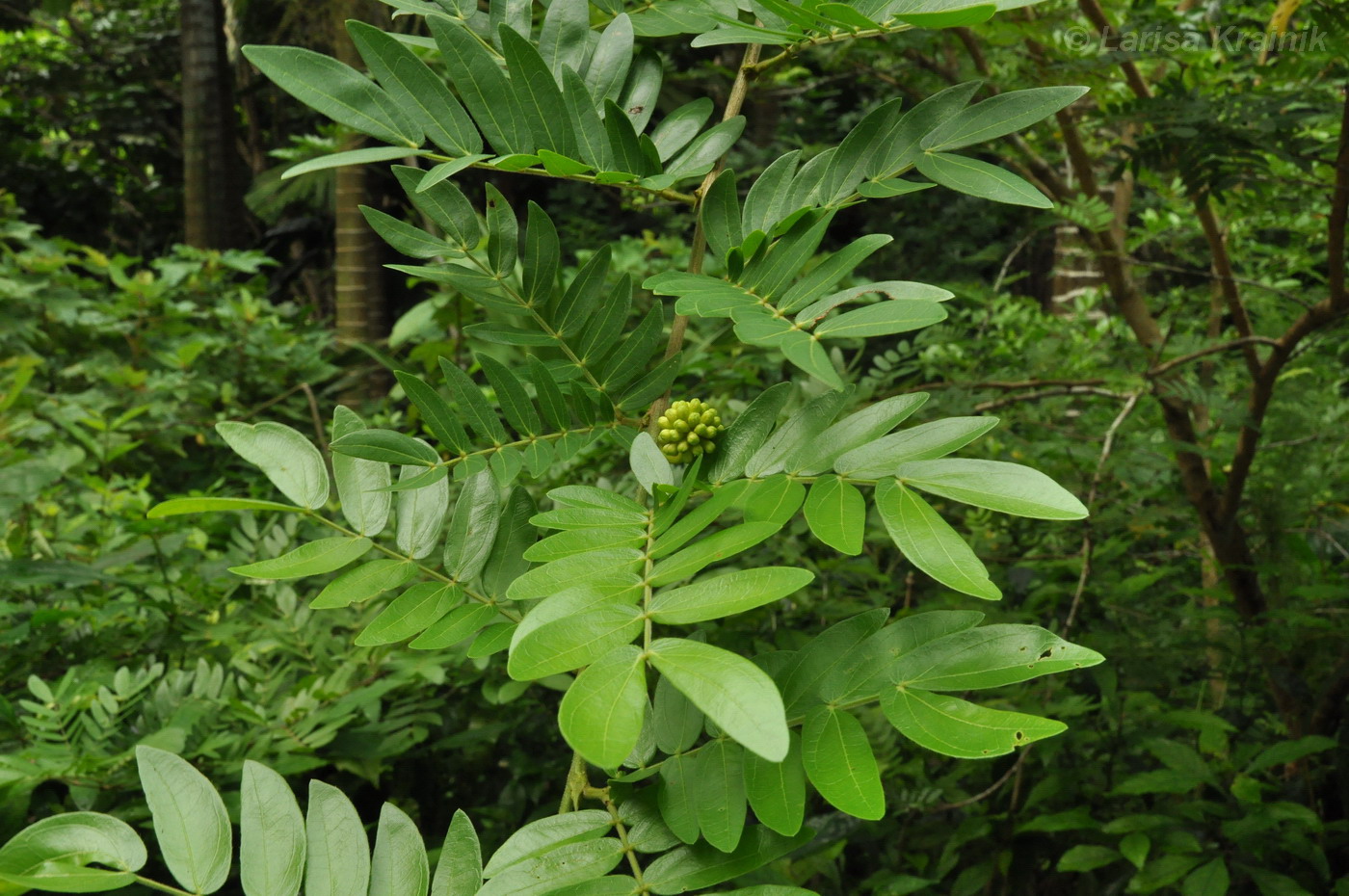 Image of Calliandra haematocephala specimen.