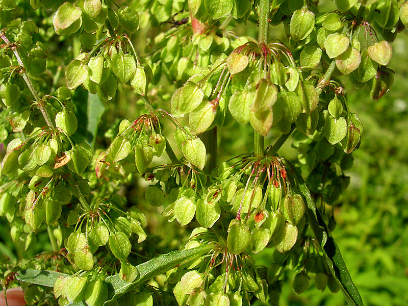 Изображение особи Rumex pseudonatronatus.