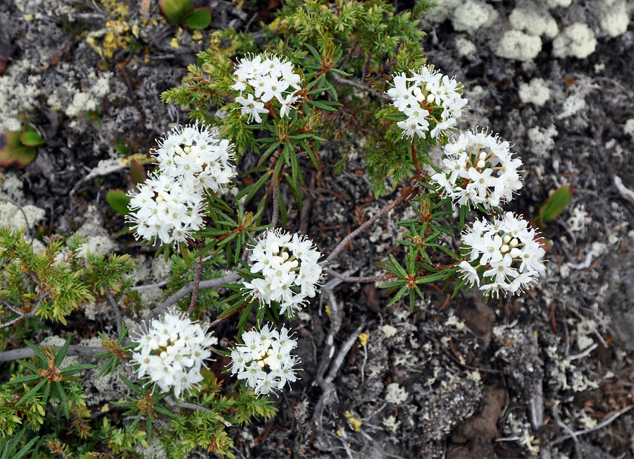 Image of Ledum palustre specimen.