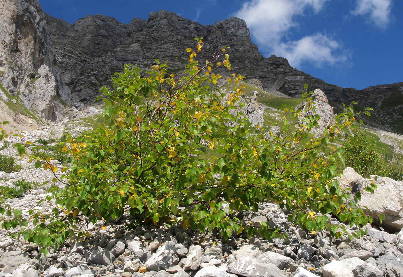 Image of Betula pendula specimen.