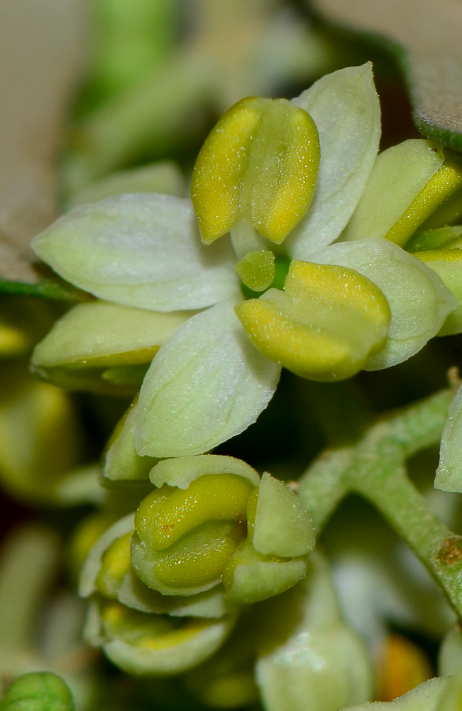 Image of Olea europaea specimen.