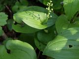 Maianthemum bifolium. Растение с бутонами в куртине. Санкт-Петербург, Пискарёвский парк. 29.05.2009.