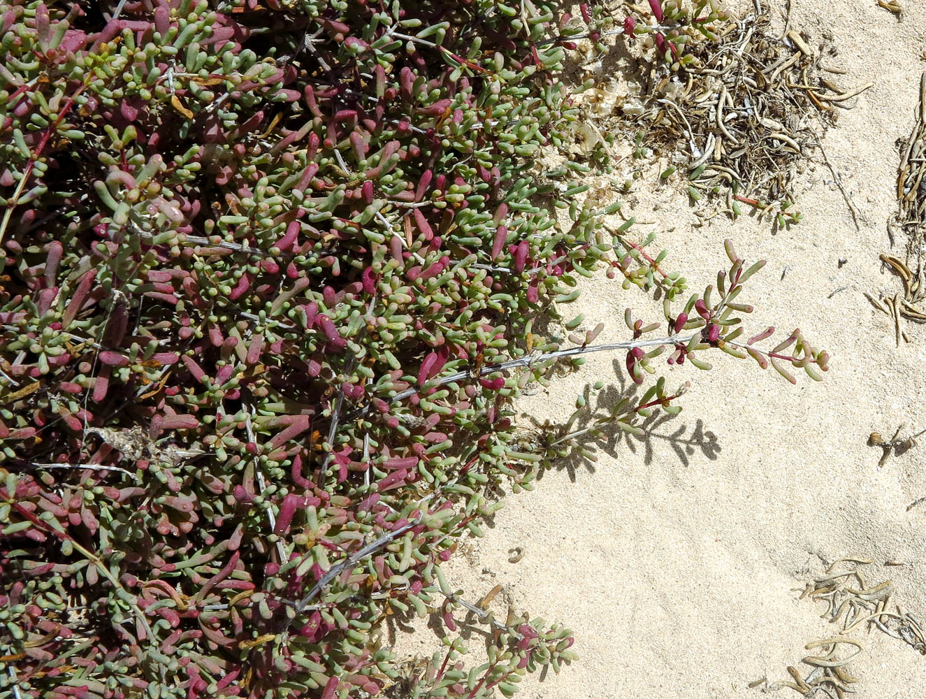 Image of Salsola divaricata specimen.