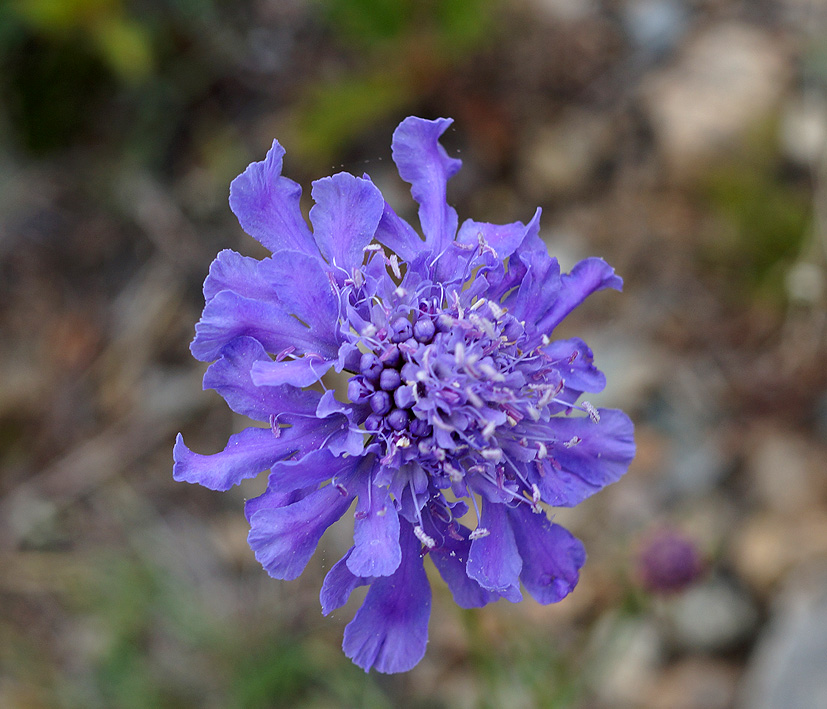 Изображение особи Scabiosa comosa.