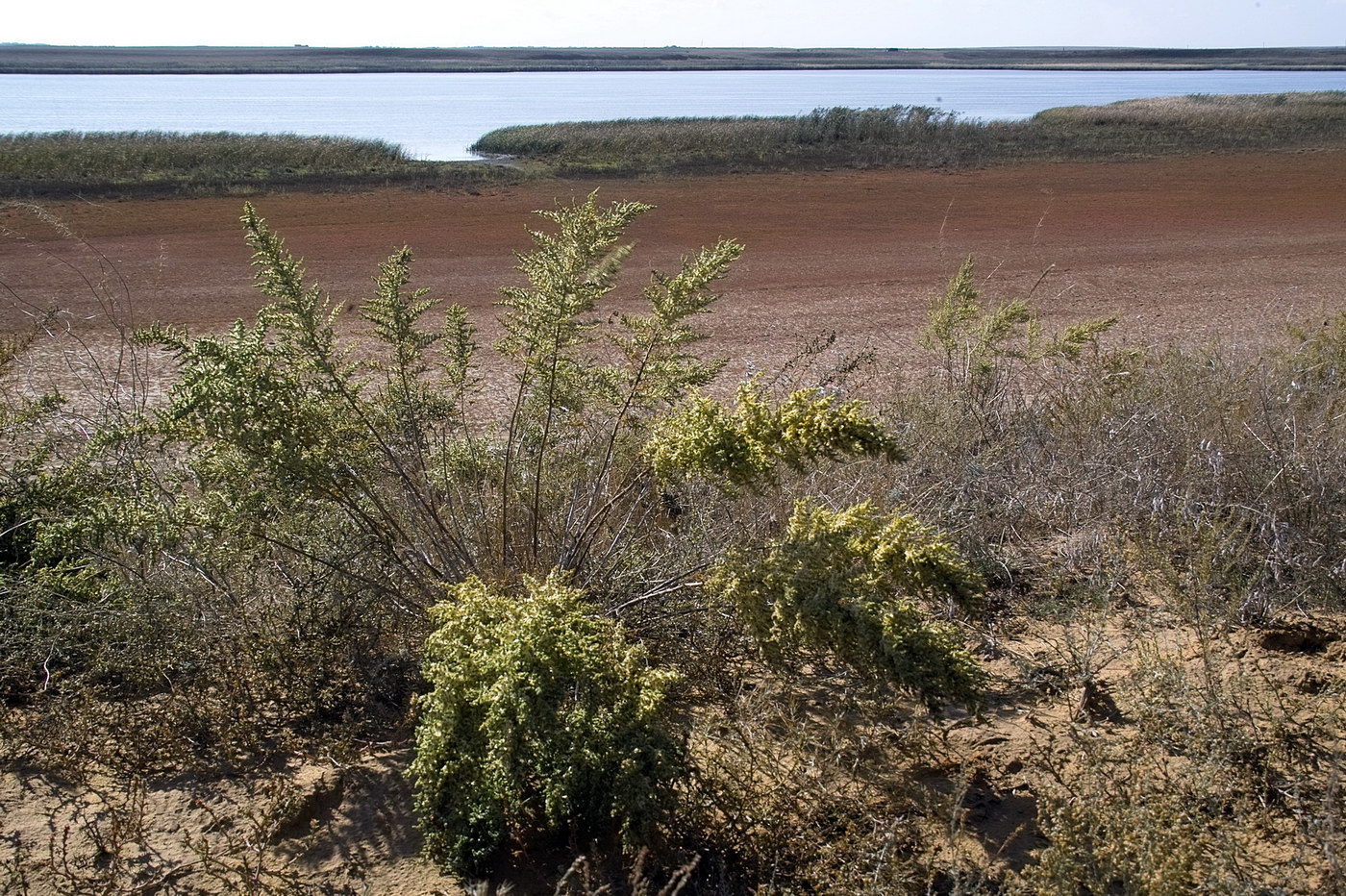 Image of Salsola dendroides specimen.