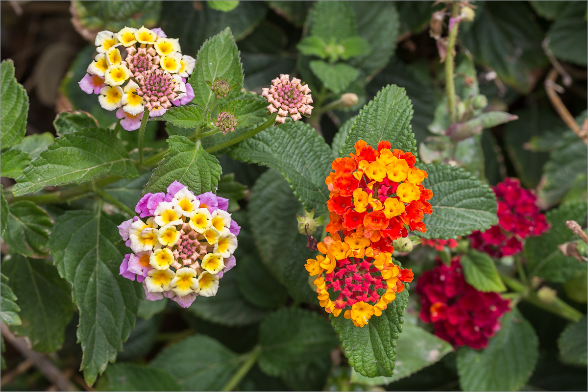 Изображение особи Lantana camara.