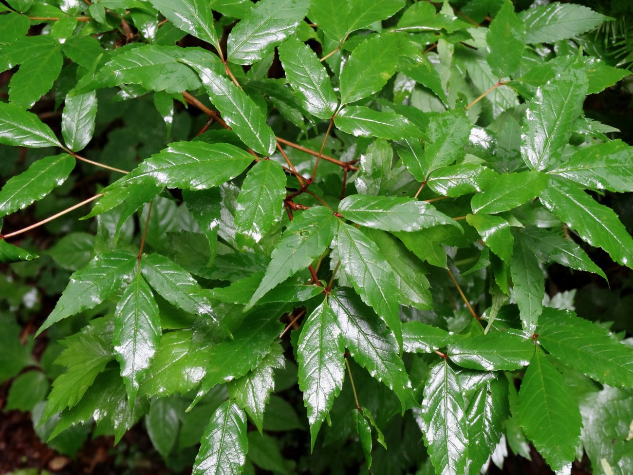 Image of Acer mandshuricum specimen.