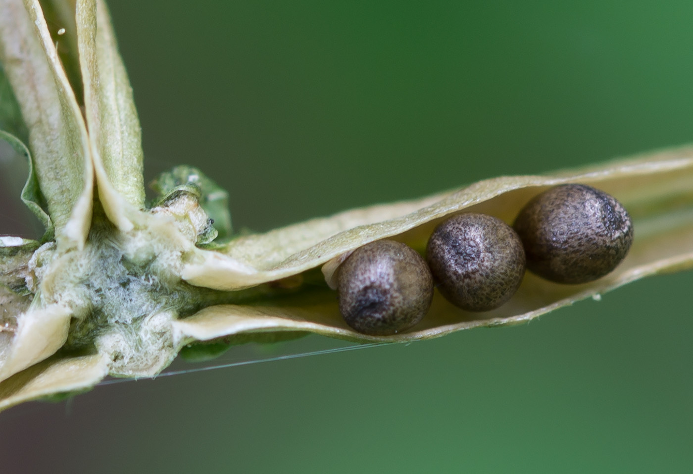 Image of Viola epipsila specimen.