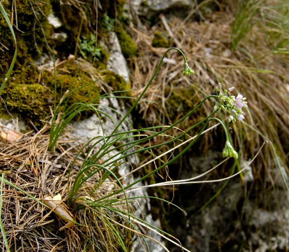 Image of Allium rubens specimen.