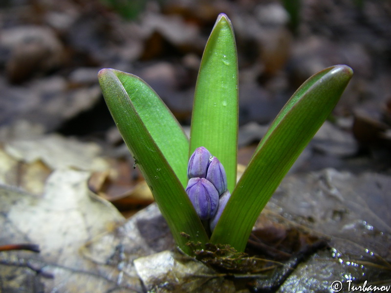 Image of Scilla bifolia specimen.