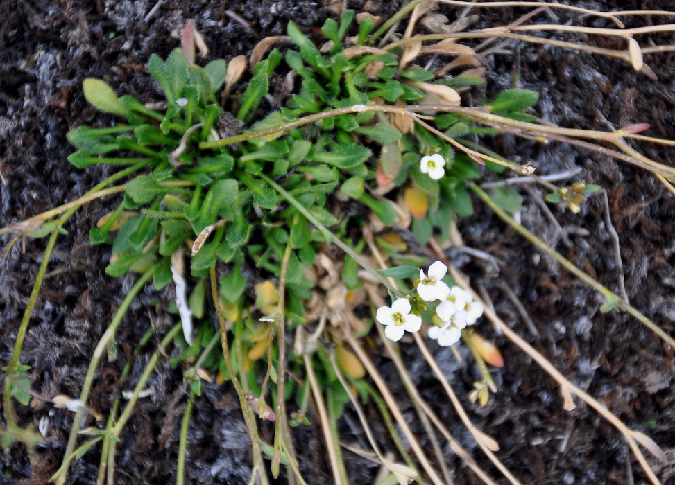 Image of Arabidopsis petraea specimen.