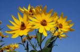 Helianthus tuberosus