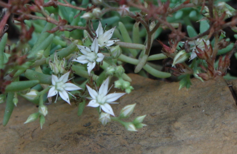 Image of Sedum pallidum ssp. bithynicum specimen.