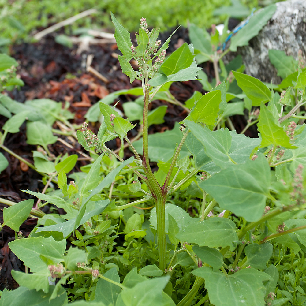 Image of Atriplex kuzenevae specimen.