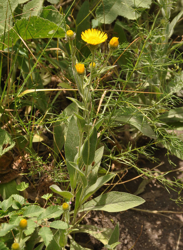 Изображение особи Inula oculus-christi.