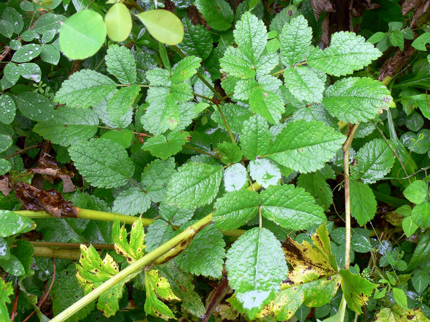 Изображение особи Astilbe chinensis.