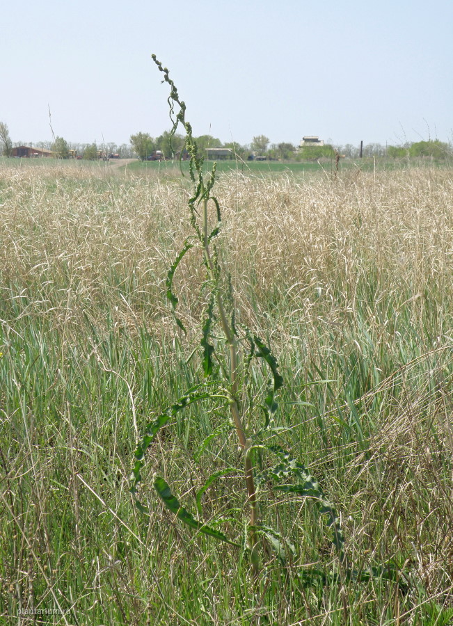 Изображение особи Rumex crispus.