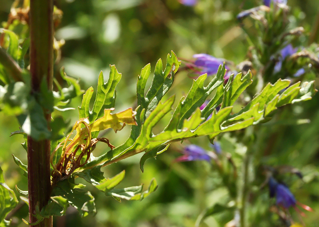 Image of Senecio jacobaea specimen.