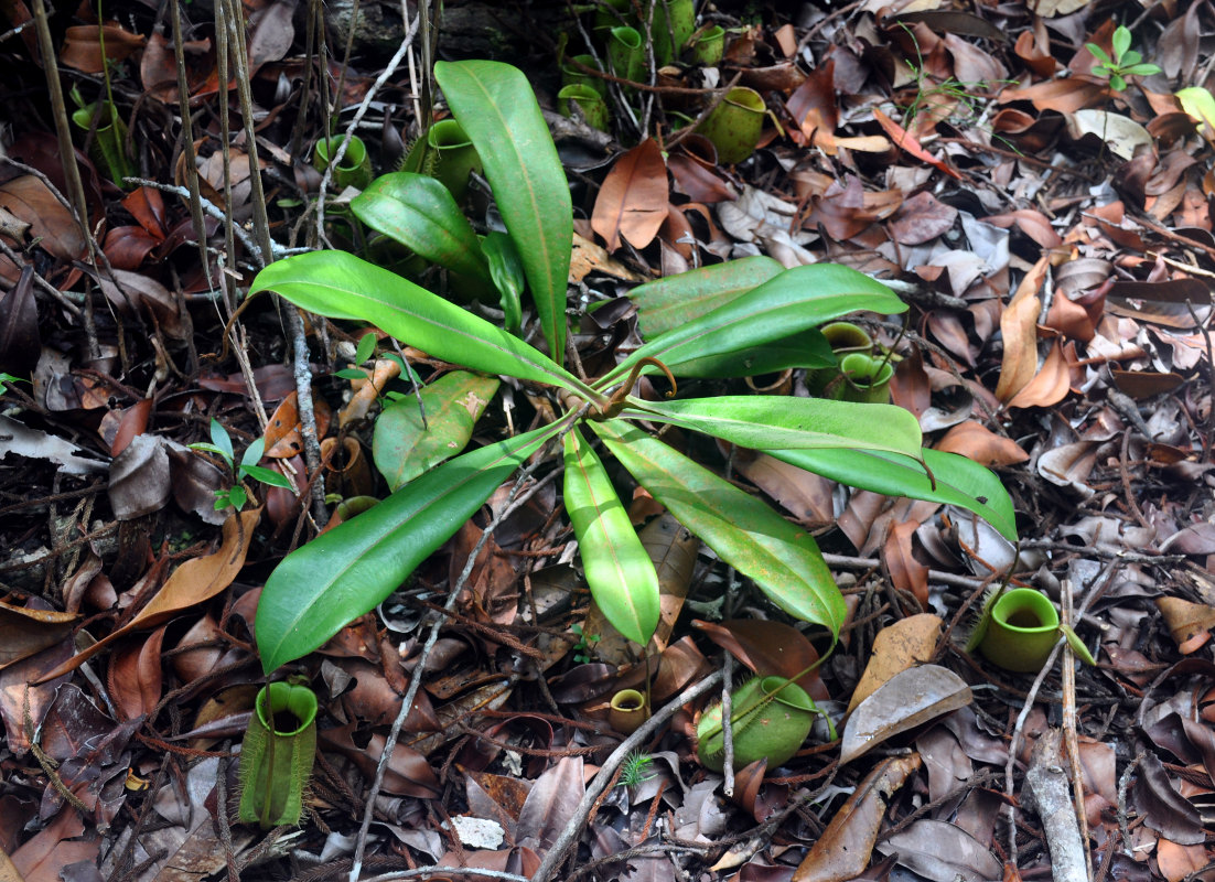 Image of Nepenthes ampullaria specimen.