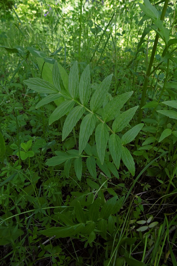 Image of Valeriana officinalis specimen.